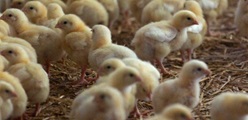 Experience from a broiler farm in Germany: How Stalosan F contributes to successful bedding management and improved animal health