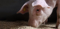 Nutrition basics: Protein in pig feed