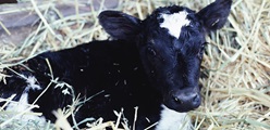 A good start for calves