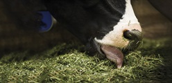 How to improve hoof health by nutritional solutions