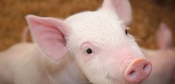 Successful weaning without medical zinc oxide