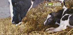 Transition cow management - managing calcium to maximize lifetime performance, Part 2