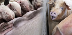 Pig feeding guide - feeding allowance and essential nutrients