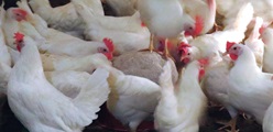 How to control pecking behaviour in poultry for better animal welfare and good health