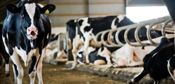 DLG partner in a new ground-breaking project: ‘No-Methane’