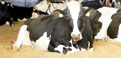 Stalosan F for cattle has many benefits