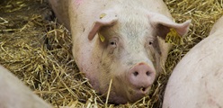 Nutrition of the sow