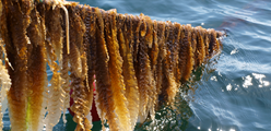Research project: seaweed set to reduce greenhouse gas from burping dairy cows