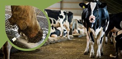 Hoof Problems? - Try the new approach