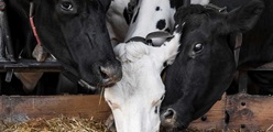 Increase cattle health and performance with hygiene powder products
