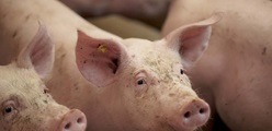 Practical application of Stalosan F on a pig farm in South Africa