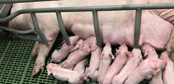 Challenges to the pig production in 2021 and how Stalosan can contribute to solutions