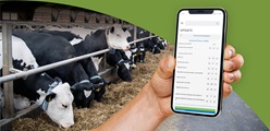 X-Zelit calculator: Economical evaluation of strategies for prevention of hypocalcemia in dairy cows