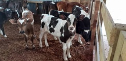 For control of humidity and ammonia in rearing pens, think Stalosan F