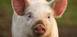 Heat stress in pigs - Which consequences, which solutions?