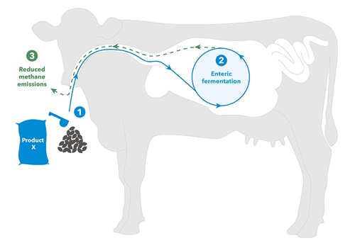 Cow infograph