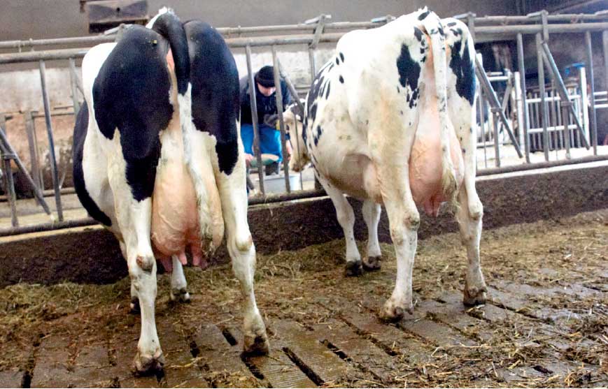 Cows-seen-from-behind