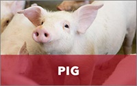 pig banner