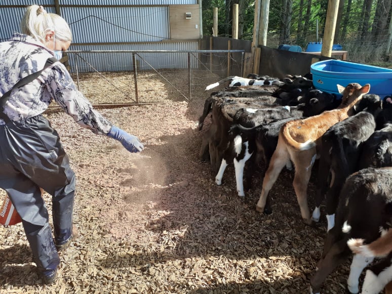 Farmer with calves