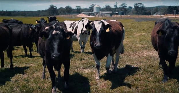 cows