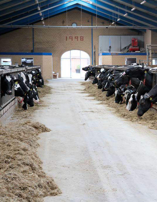 Cows eating feed with Freshfoss