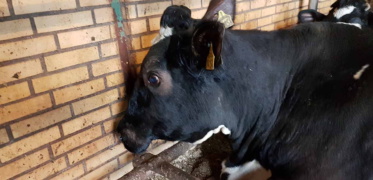 Does your cow have ’glasses’? Vilofoss International