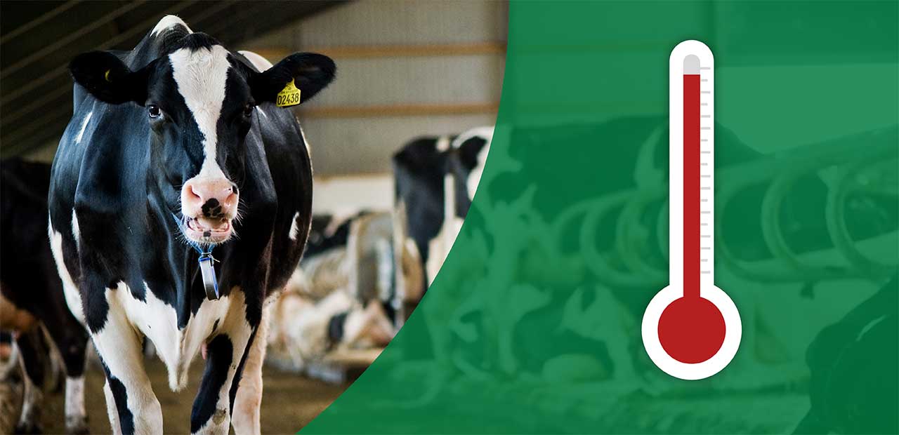 7 tips for heatstressed cows Vilofoss International