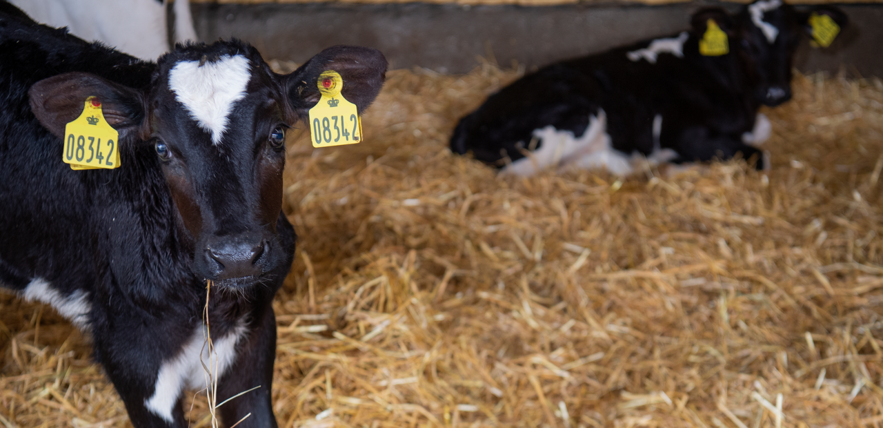 CareFoss - Vilofoss International, image size:1280x620