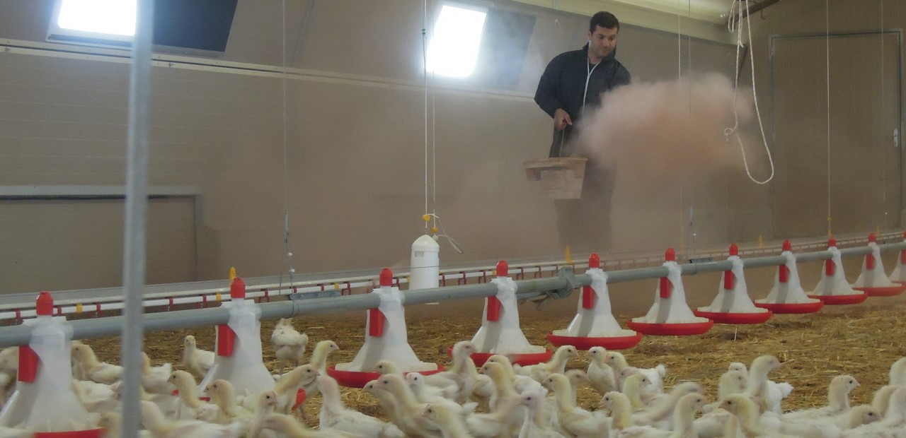 Experience with Stalosan in a poultry farm in France Vilofoss