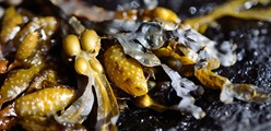Seaweed in cattle feed to reduce greenhouse gas from burping dairy cows