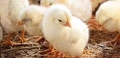 The impact of litter quality and ammonia formation on poultry production