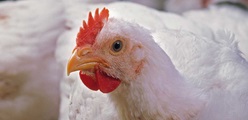 A healthy poultry production - Management, Biosecurity and Stalosan