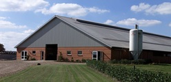 The harmful effects of ammonia in the barn – and how to reduce it