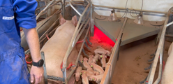 Application of Stalosan F on a Danish pig farm