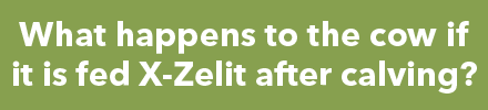 Question: What happens to the cow if it is fed X-Zelit after calving?