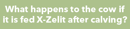 Question: What happens to the cow if it is fed X-Zelit after calving? blurred