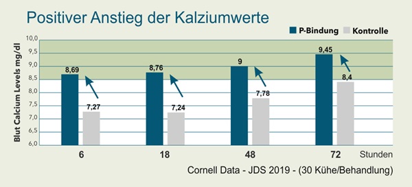 Anstieg Kalziumwert im Blut durch niedrigen Phosphorgehalt im Futter vor der Abkalbung