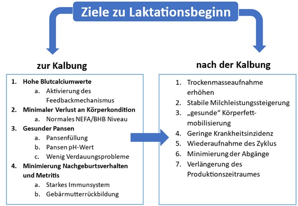 Ziele Laktationsbeginn Kühe - xzelit trockensteher fütterung ohne DCAB