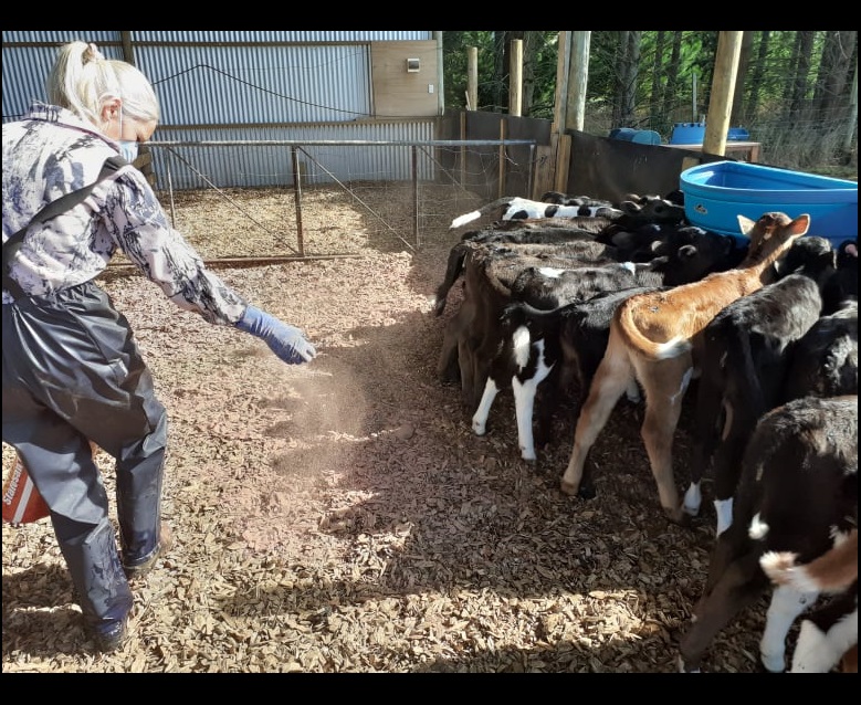 Farmer with calves