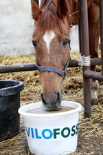 Pferd mit Mineral Leckmasse Vilofoss