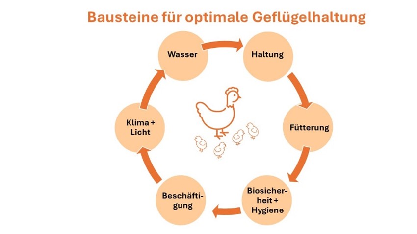 Bausteine für optimale Geflügelhaltung
