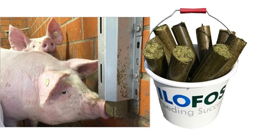 FaserWohl Sticks Stange Beschäftigung ITW für Schweine
