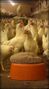 Hühner am Pickstein im Stall