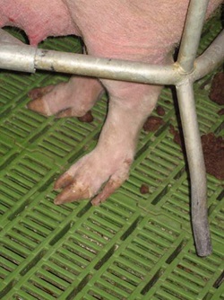 Lahmende Schweine Klaue
