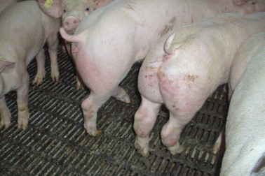 Schweine im Stall