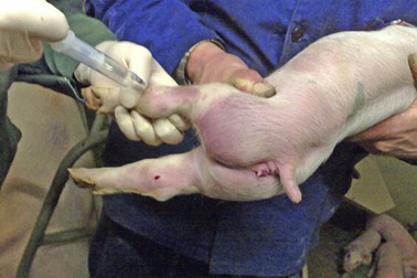 Gelenkespunktaten bei einem Ferkel
