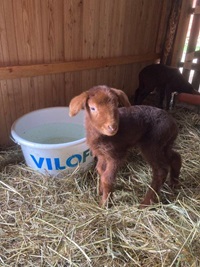 braunes Lamm im Stall mit VILOFOSS Eimer