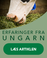 Erfaringer fra Ungarn