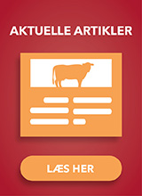 Aktuelle artikler