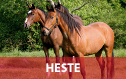 Heste